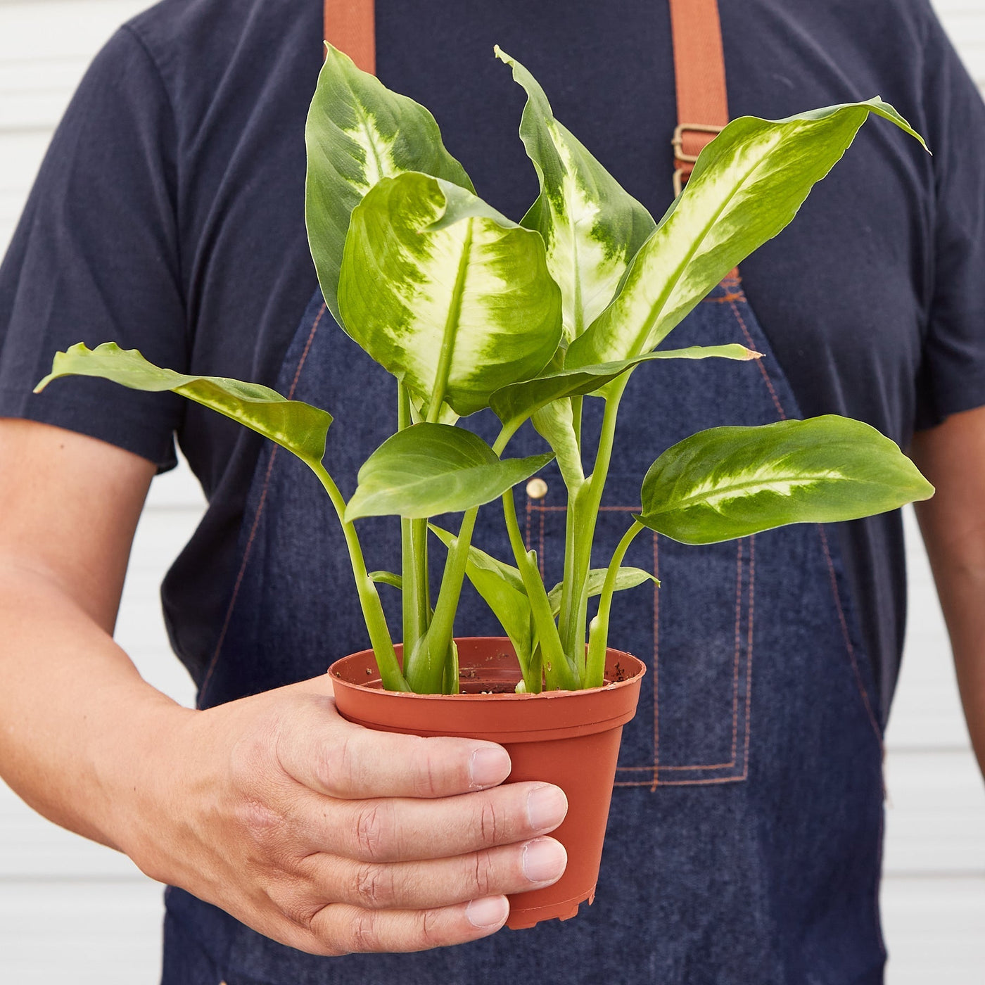 Dieffenbachia Camille – Multiple Sizes