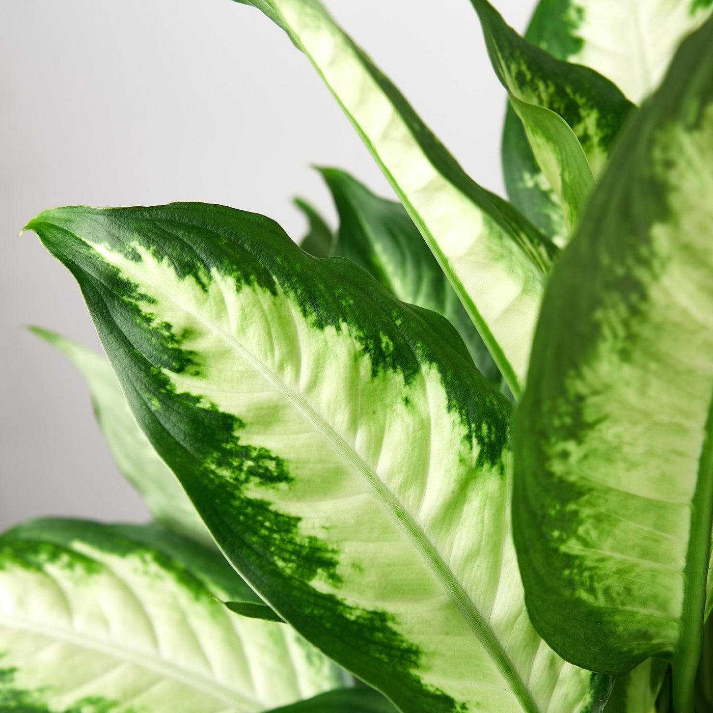 Dieffenbachia Camille – Multiple Sizes