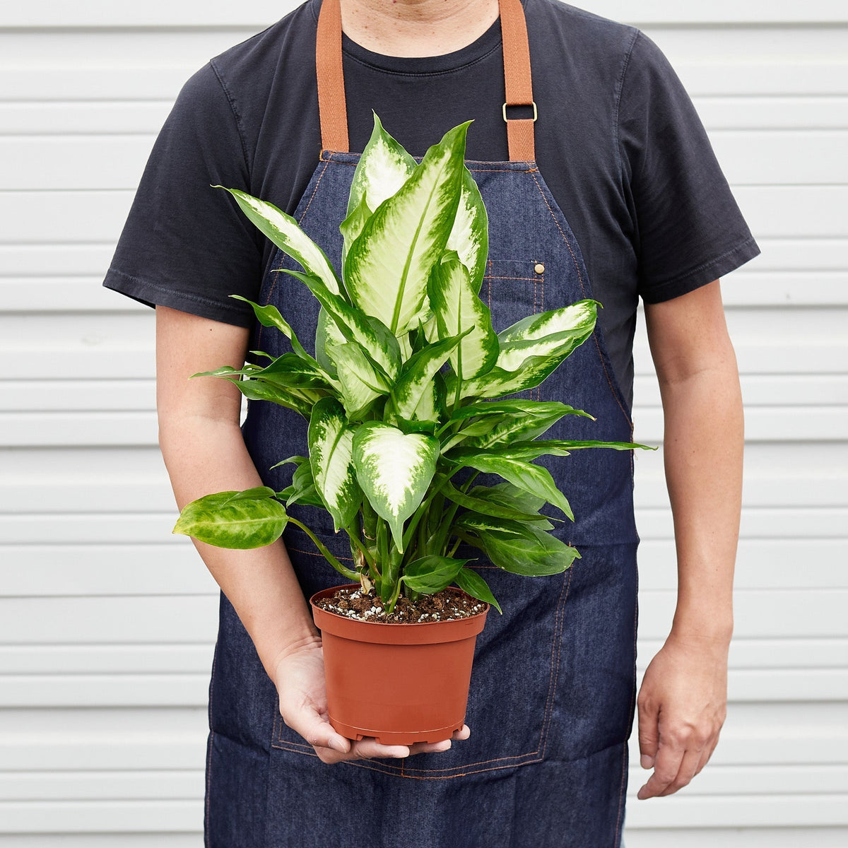 Dieffenbachia Camille – Multiple Sizes