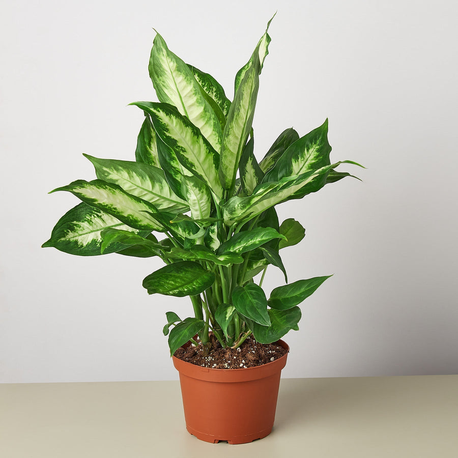 Dieffenbachia Camille indoor plant