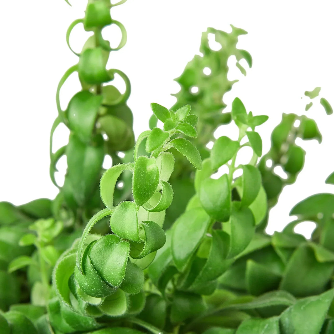 Curly Lipstick Plant – Multiple Sizes