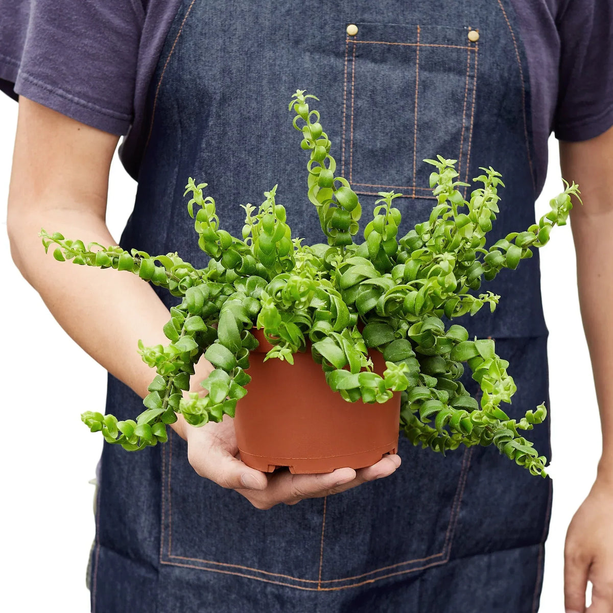 Curly Lipstick Plant – Multiple Sizes
