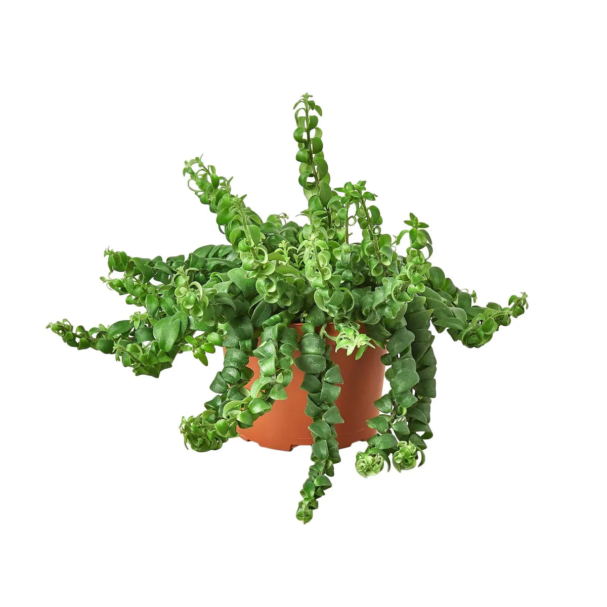Curly Lipstick Plant – Multiple Sizes