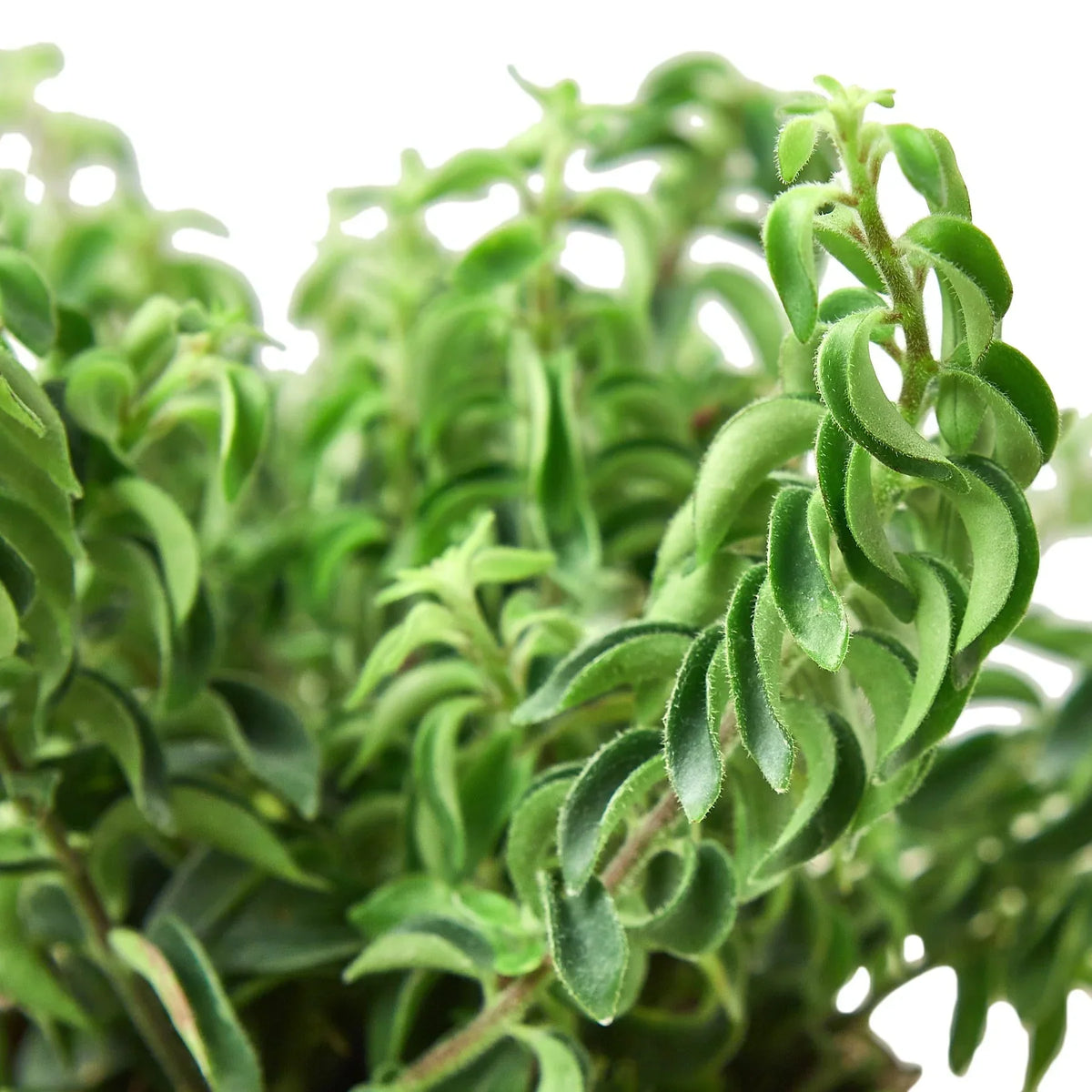Curly Lipstick Plant – Multiple Sizes