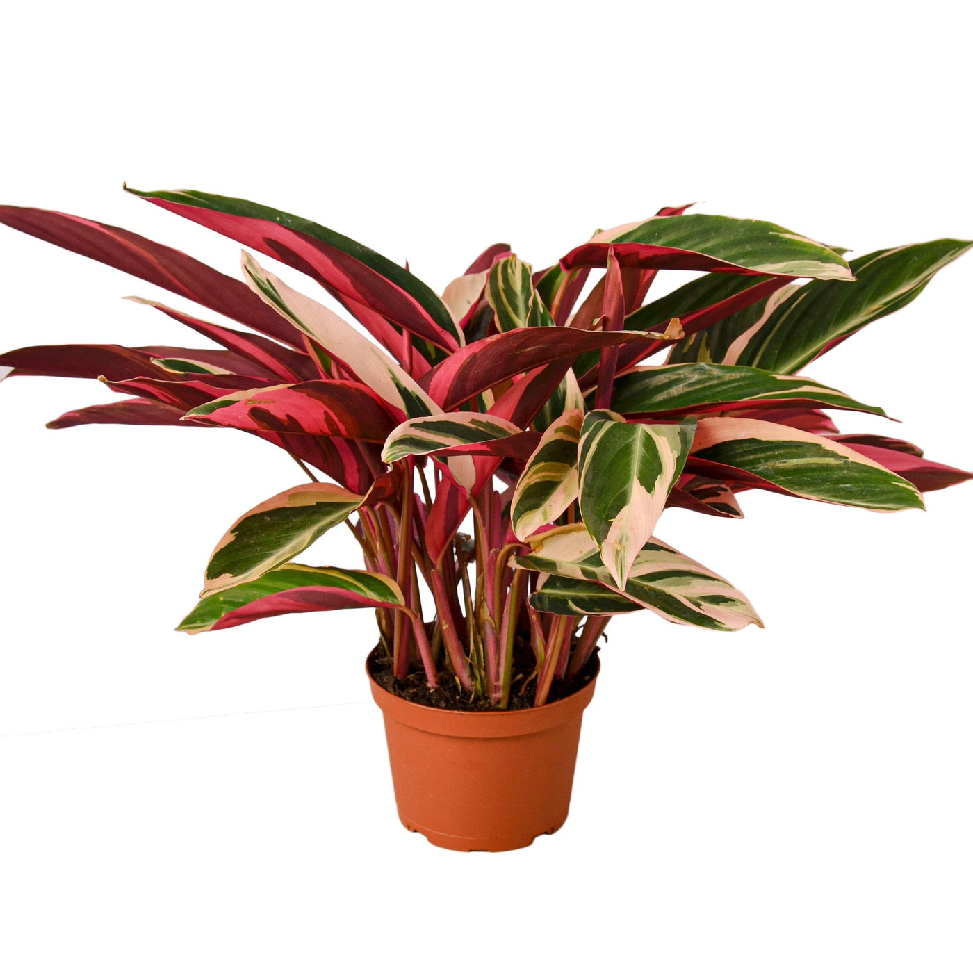 Stromanthe Triostar – Multiple Sizes