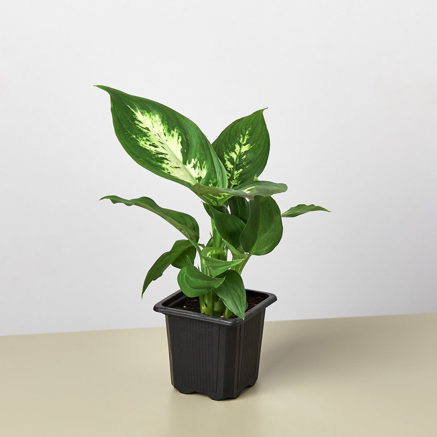 Dieffenbachia Camille – Multiple Sizes