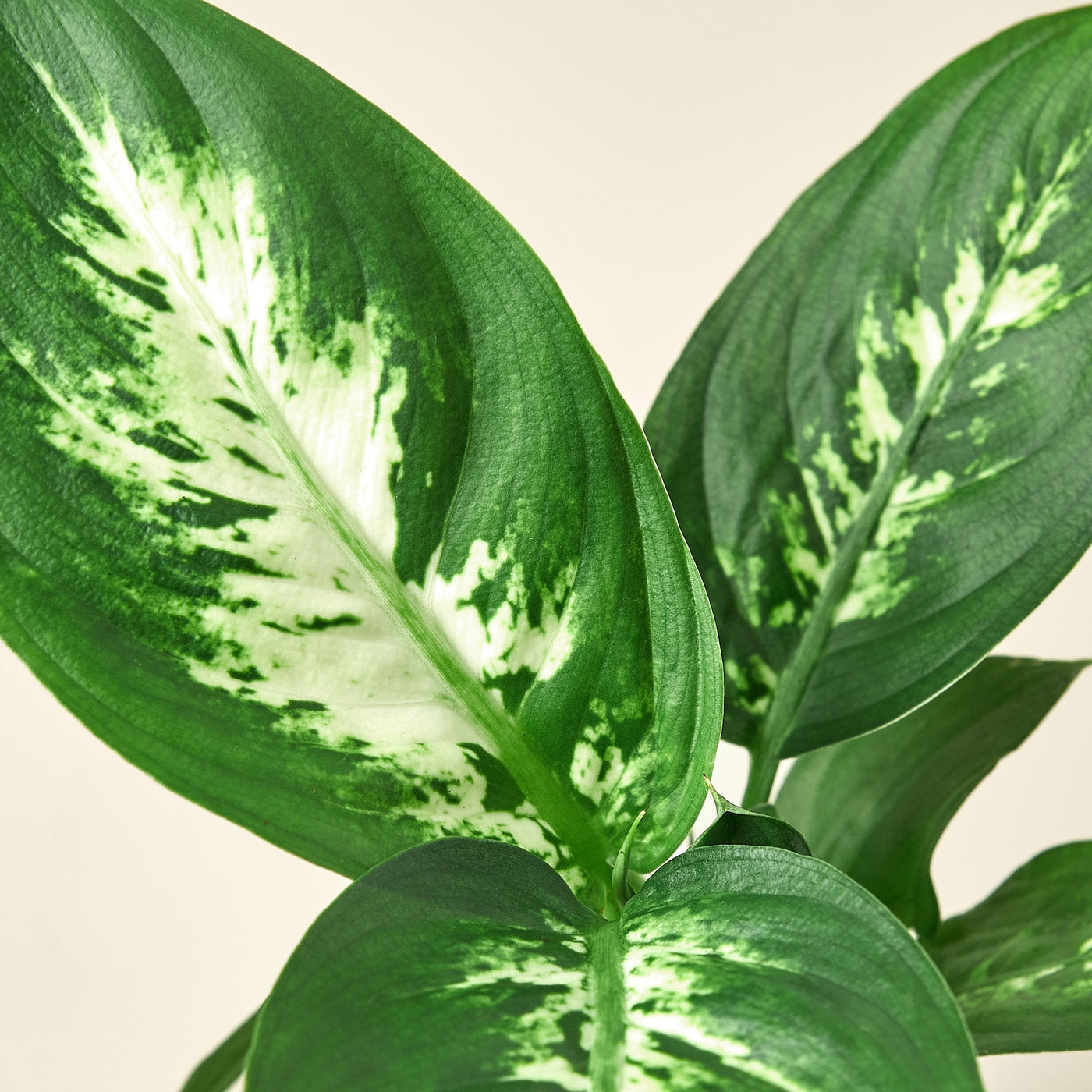 Dieffenbachia Camille – Multiple Sizes