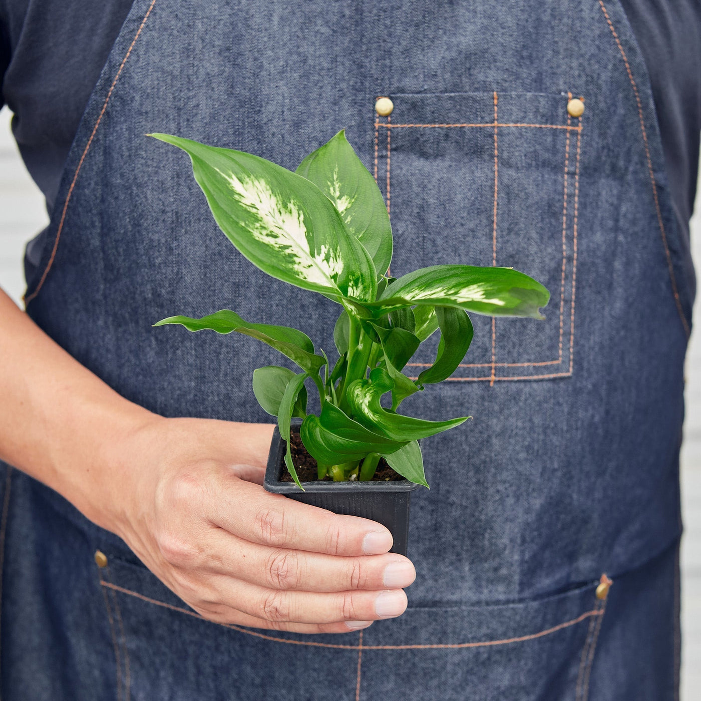 Dieffenbachia Camille – Multiple Sizes