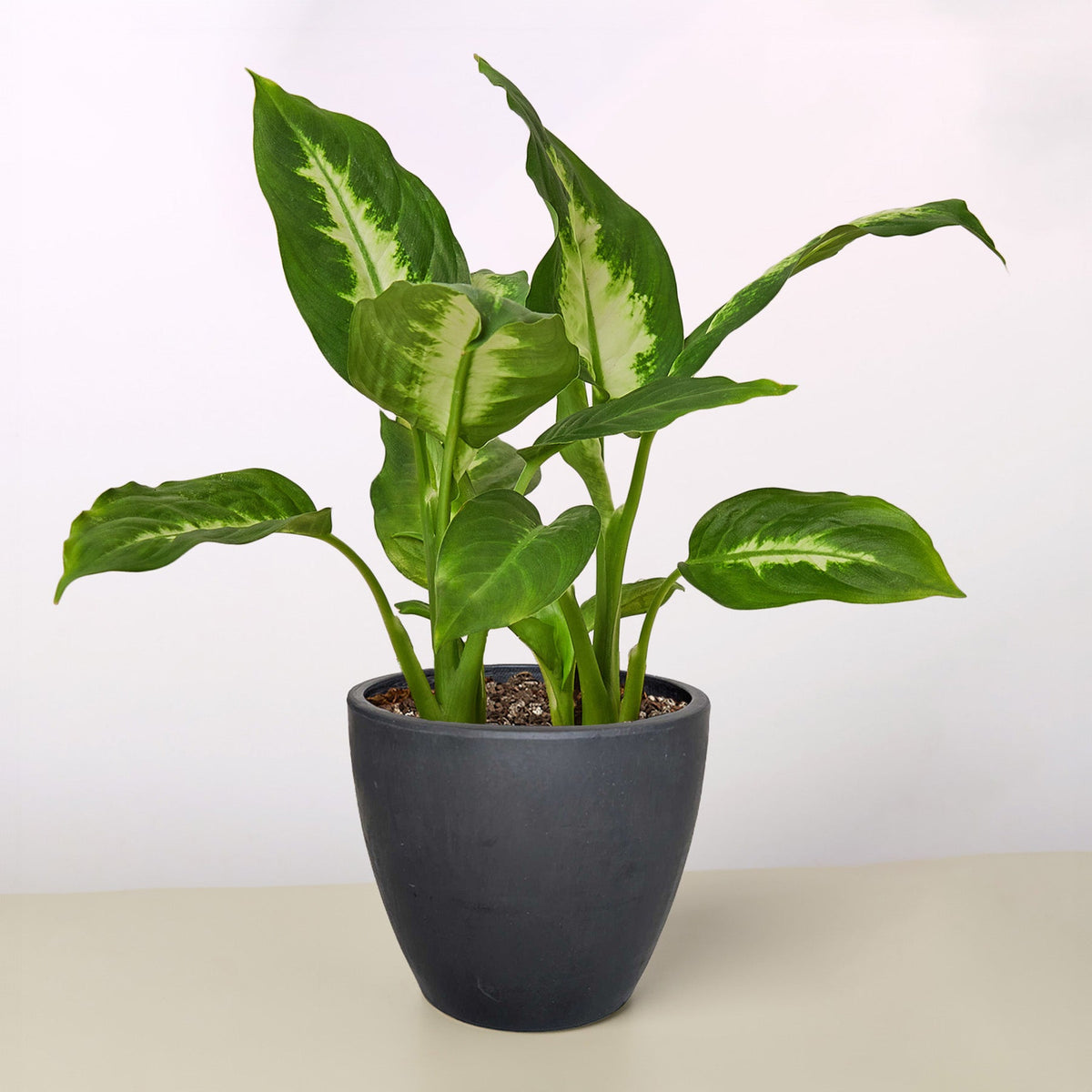 Dieffenbachia Camille – Multiple Sizes