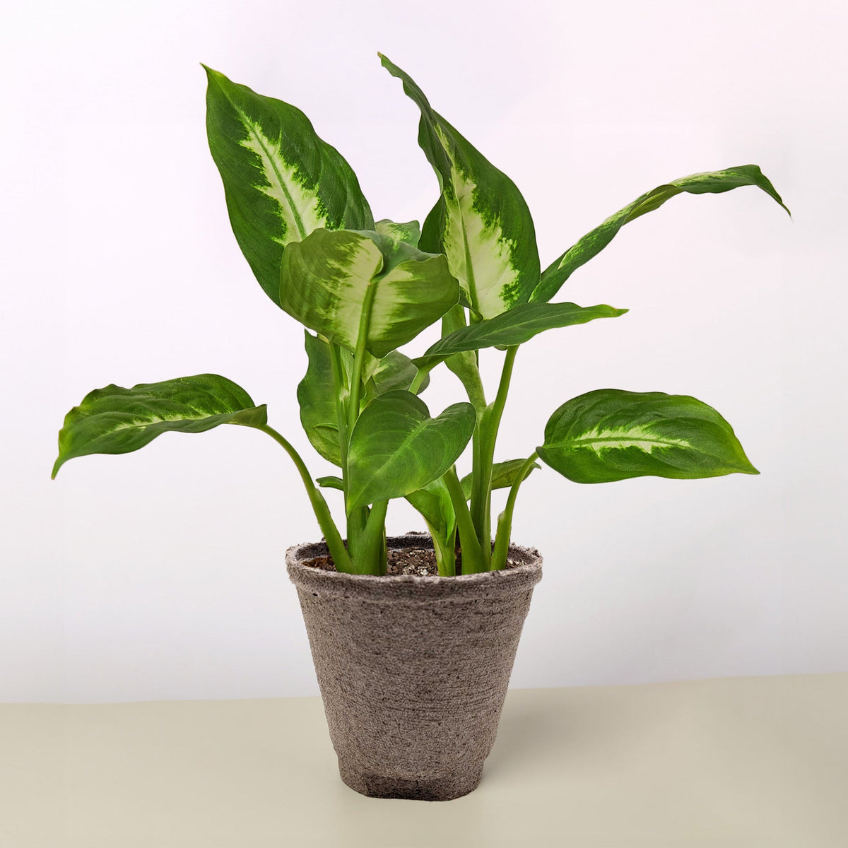 Dieffenbachia Camille – Multiple Sizes