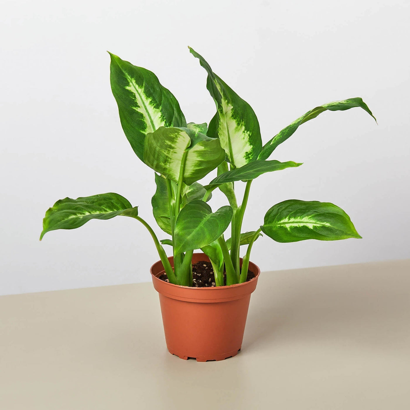 Dieffenbachia Camille – Multiple Sizes