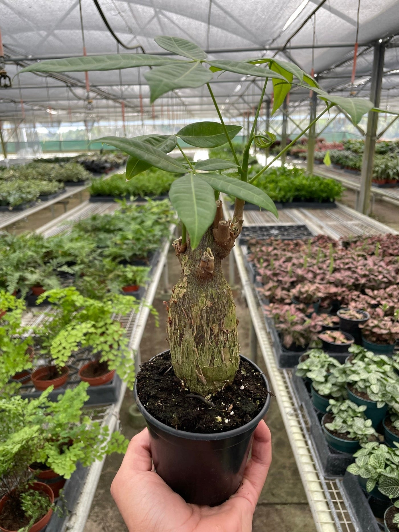 Money Tree 'Guiana Chestnut' – 4" Pot