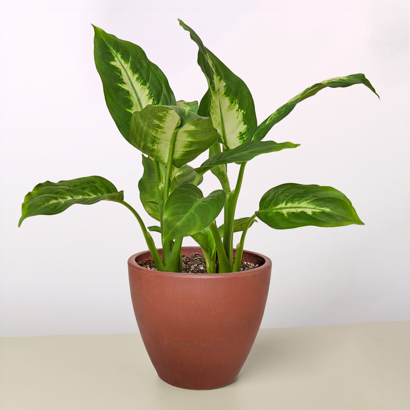 Dieffenbachia Camille – Multiple Sizes