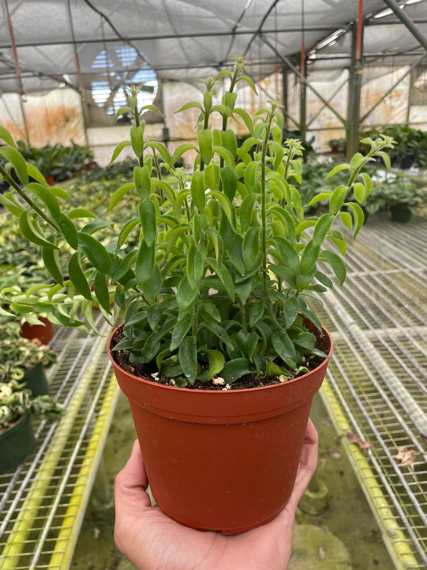 Curly Lipstick Plant – Multiple Sizes
