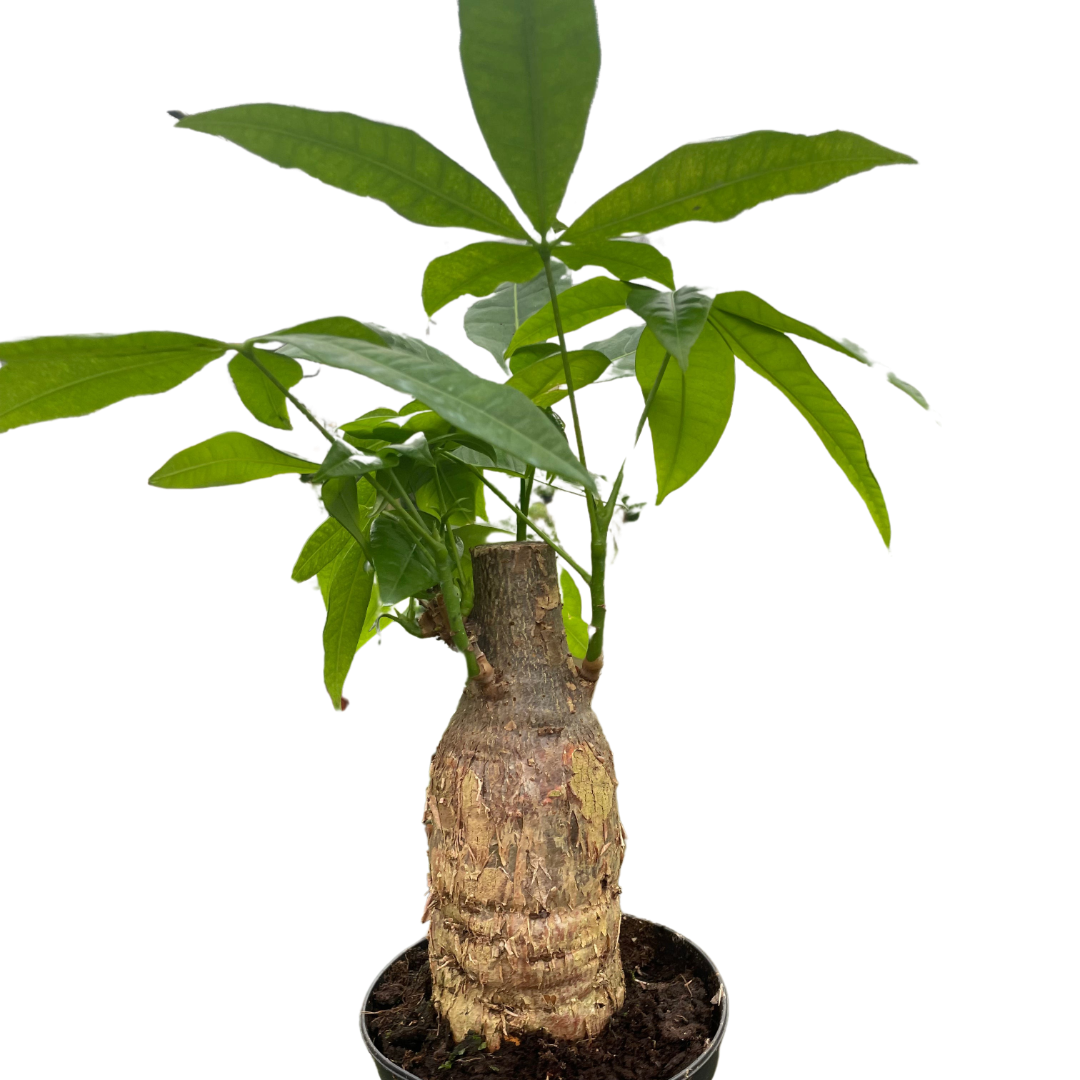Money Tree 'Guiana Chestnut' – 4" Pot