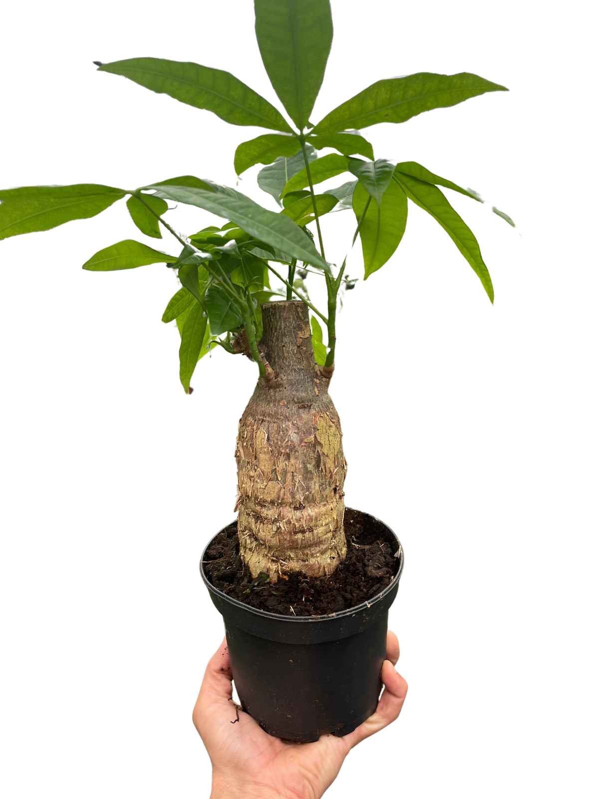 Money Tree 'Guiana Chestnut' – 4" Pot