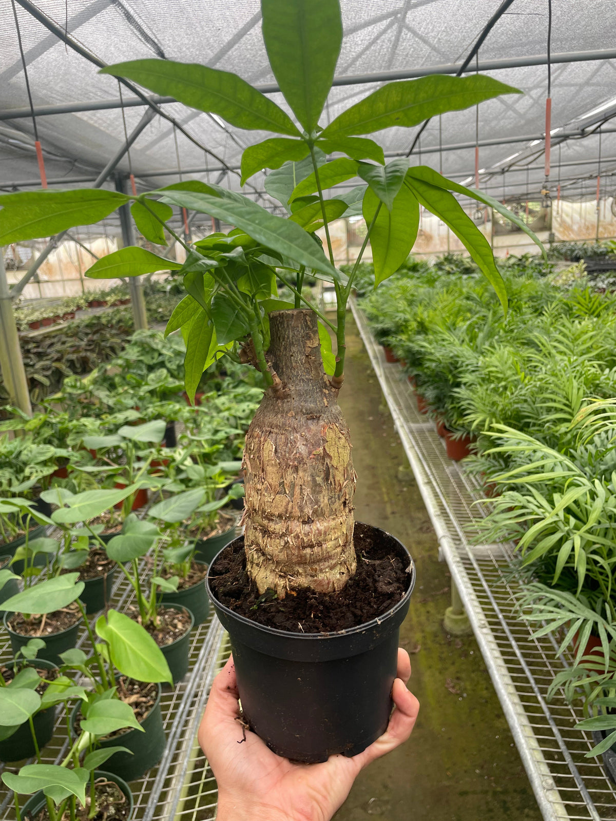Money Tree 'Guiana Chestnut' – 4" Pot