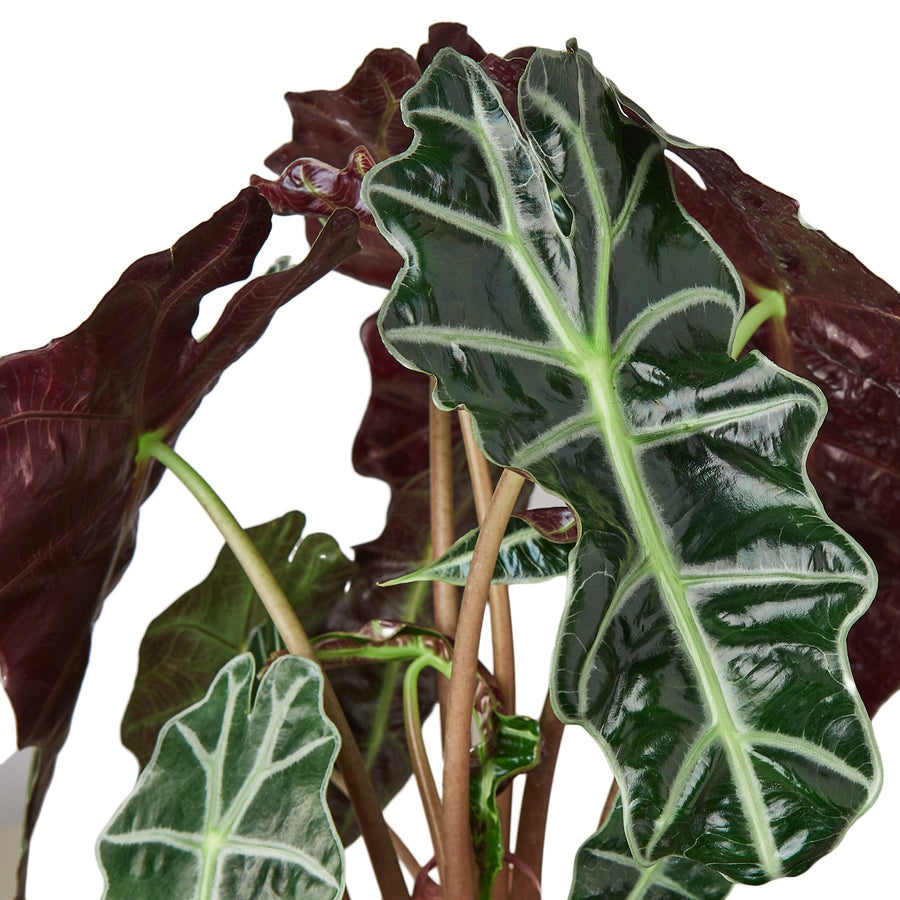 Alocasia Polly African Mask plant in nursery pot