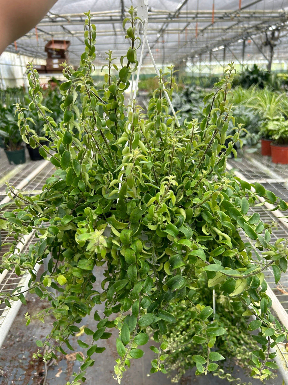 Curly Lipstick Plant – Multiple Sizes