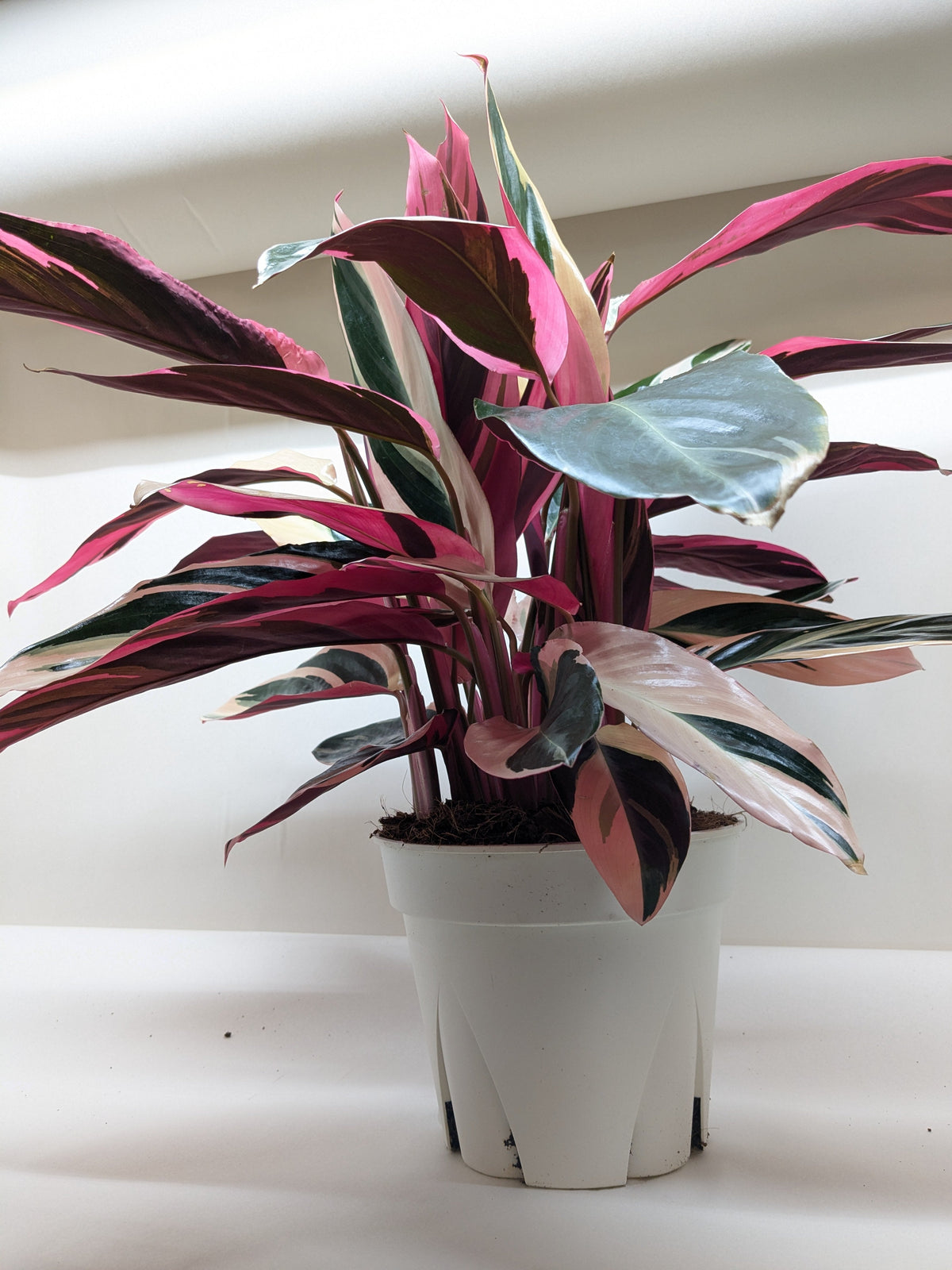 Stromanthe Triostar – Multiple Sizes