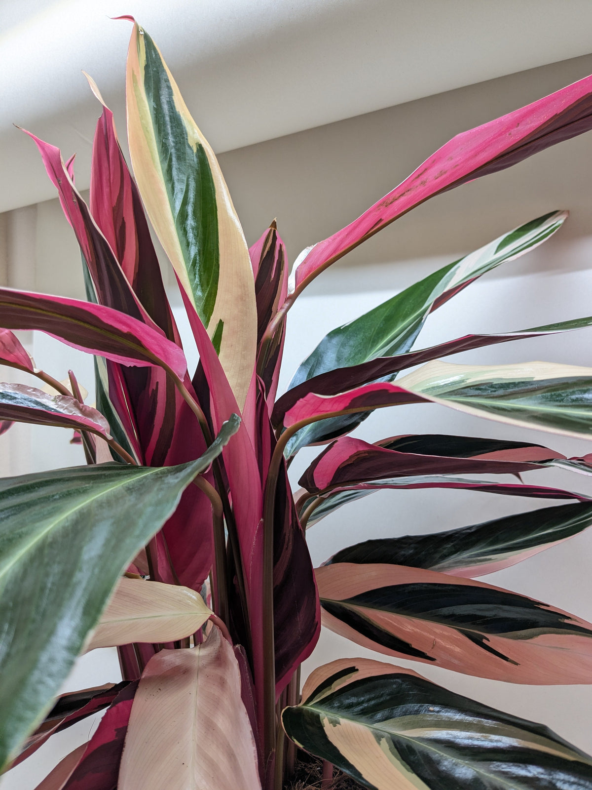 Stromanthe Triostar – Multiple Sizes
