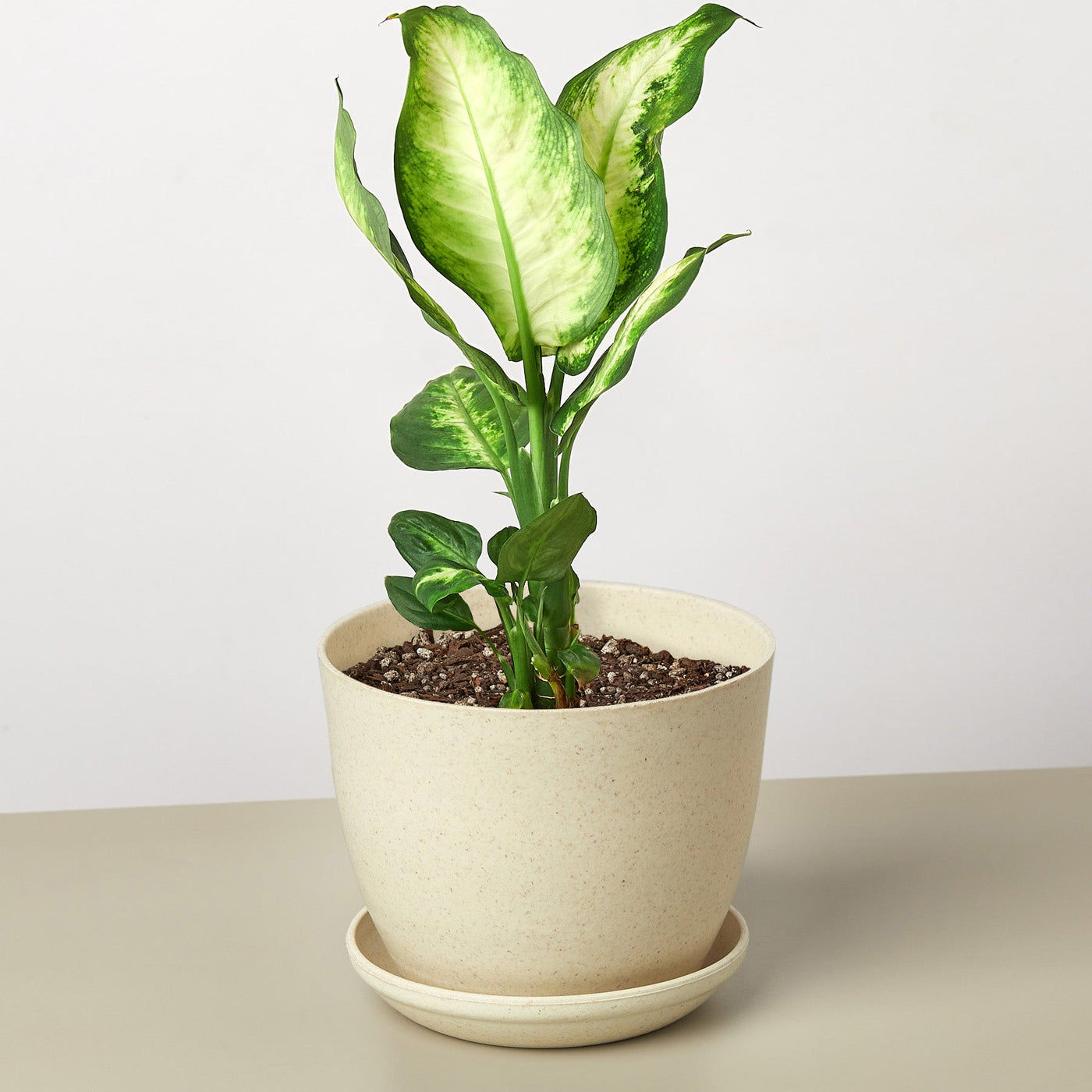Dieffenbachia Camille – Multiple Sizes