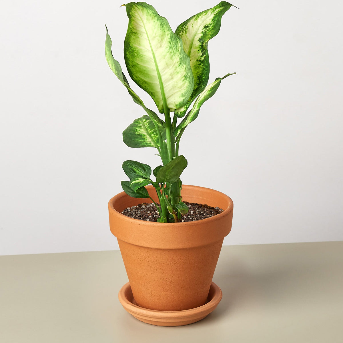 Dieffenbachia Camille – Multiple Sizes