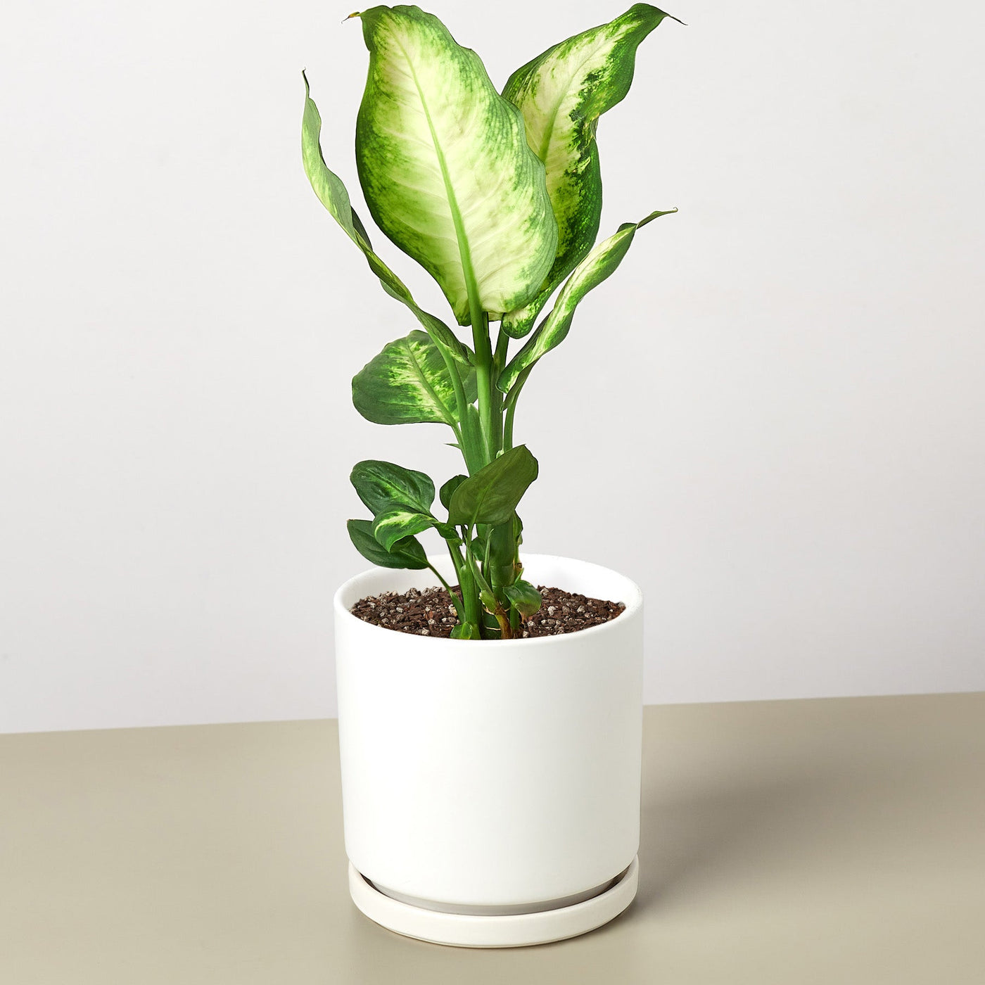 Dieffenbachia Camille – Multiple Sizes