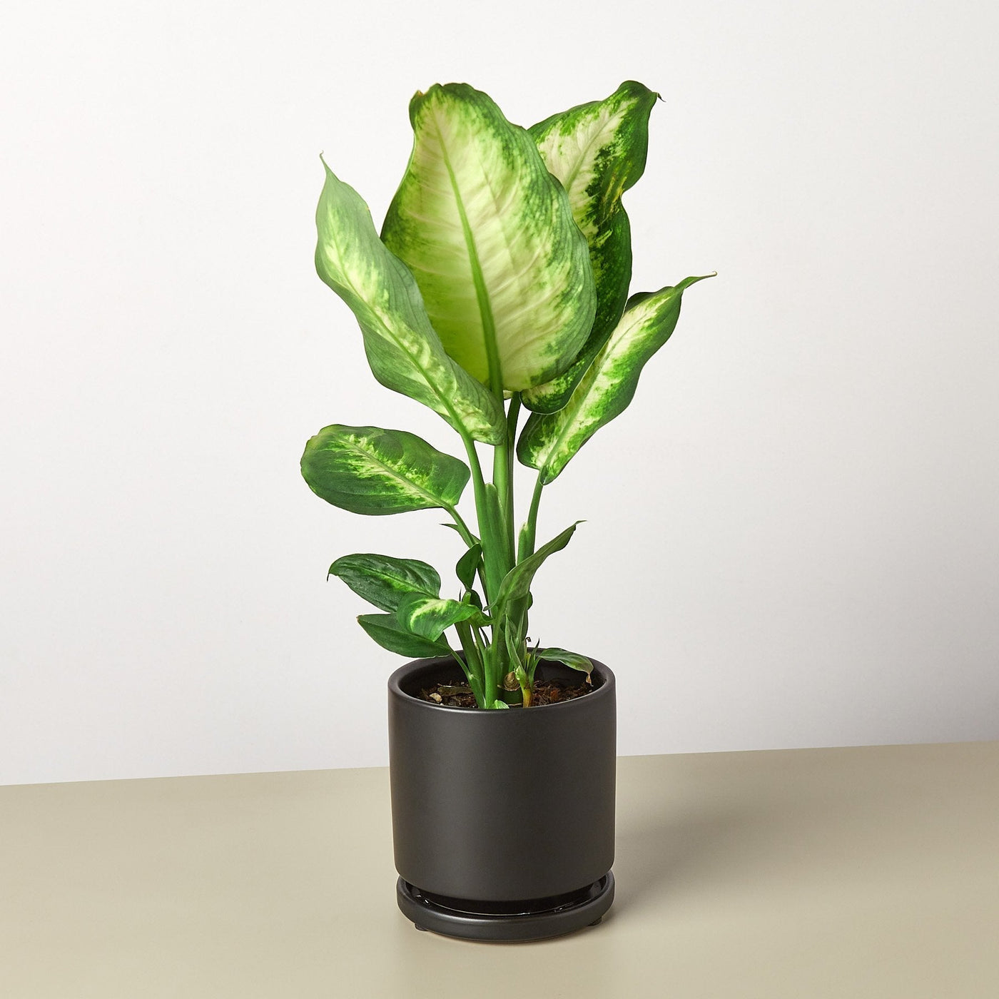 Dieffenbachia Camille – Multiple Sizes